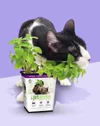 Pet Greens All Natural Live Catnip