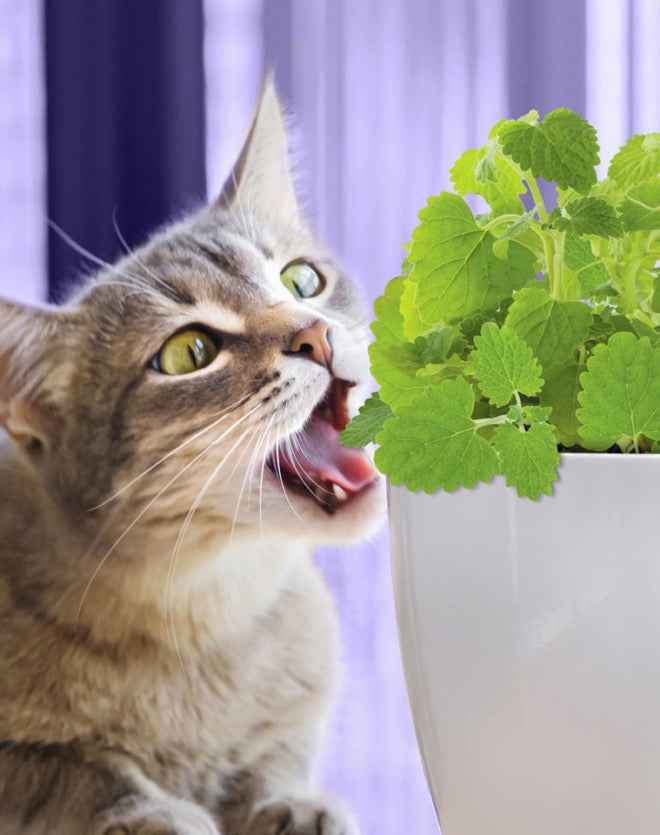 Pet Greens All Natural Live Catnip