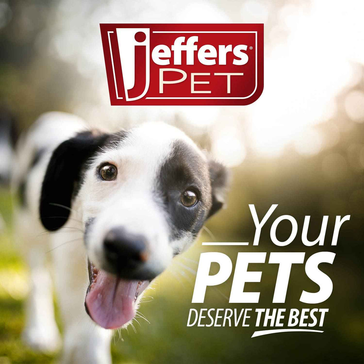 Revitalize Your Pet's Coat with Jeffers Pet Moisturizing Shampoo - Creature Comforts