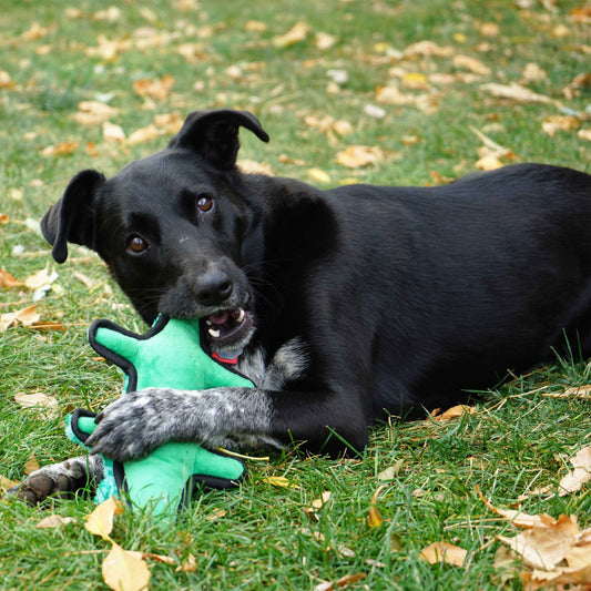Kong Ballistic Alligator Medium/Large
