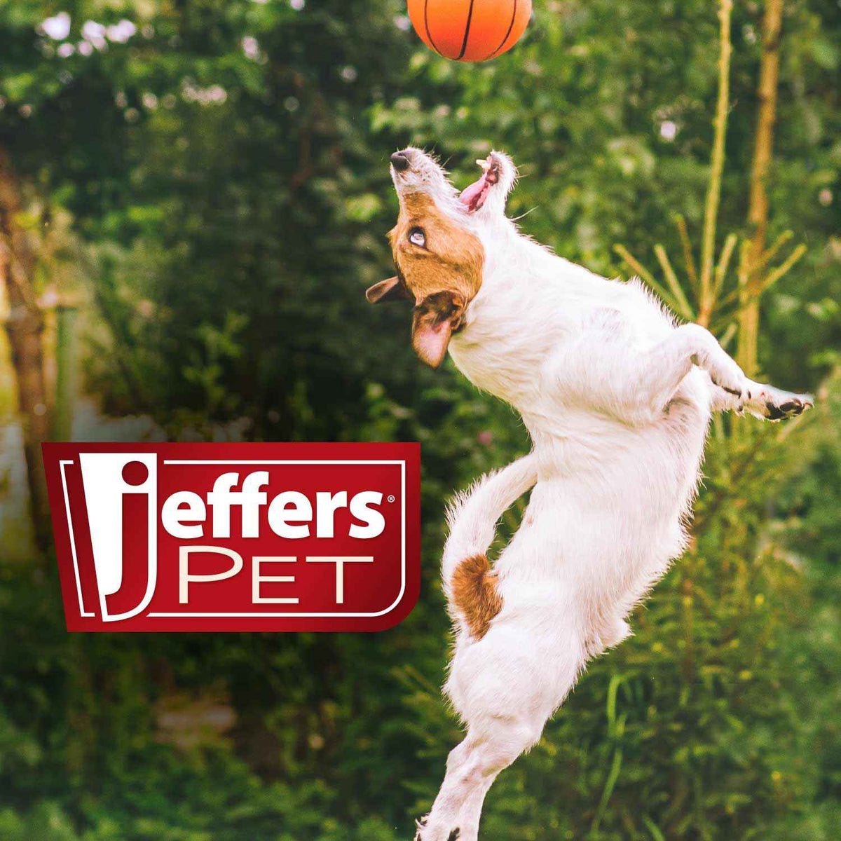 Jeffers Medicated Dog Shampoo for Dry Skin | Tea Tree Formula for Healthy Coats - Creature Comforts