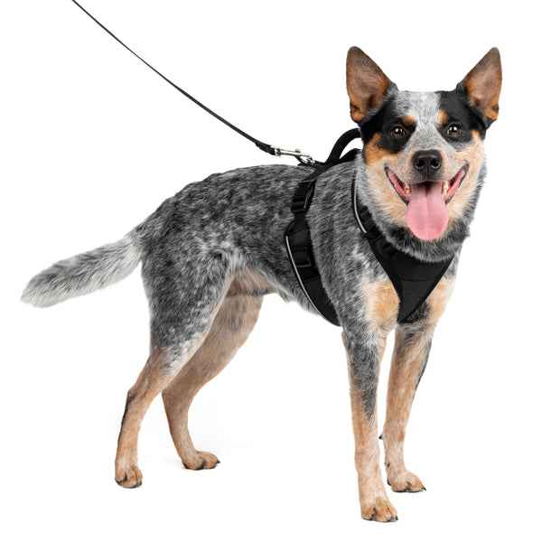 Petsafe Easysport Harness Black Md