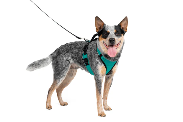 Petsafe Easysport Harness Teal Md