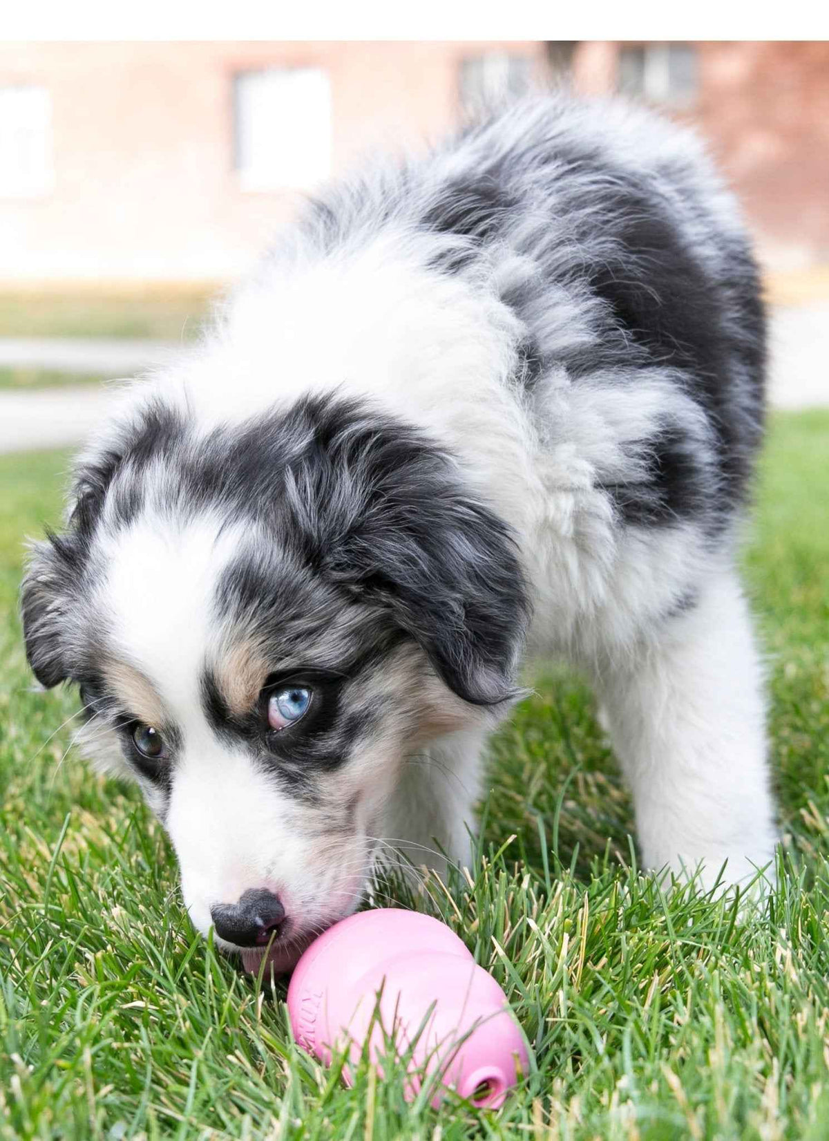 Puppy KONG Treat-Stuffing Chew Dog Toy